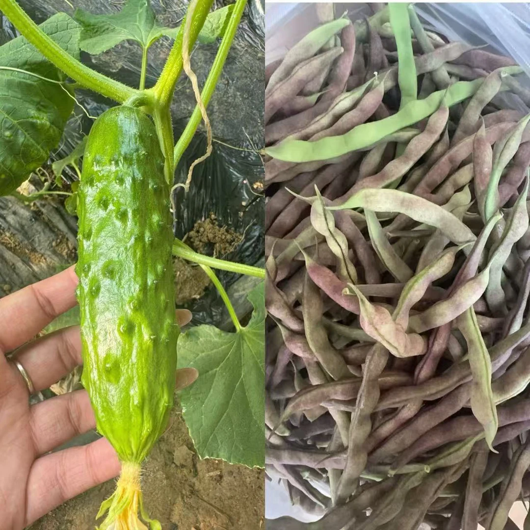 庄河本地大棚黄瓜2斤+芸豆2斤 顺丰发货 只卖辽宁省内