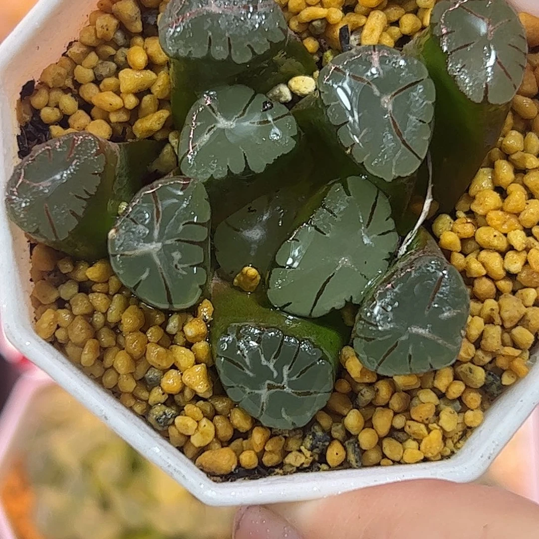 大紫万象十二卷多肉植物