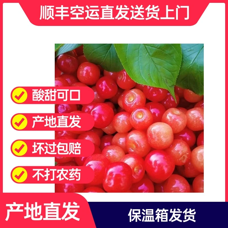 顺丰空运酸甜四川米易小樱桃现货新鲜产地精品一斤XL  内附果径卡