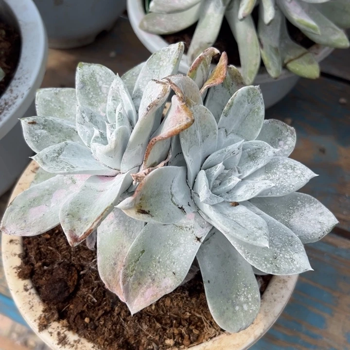 宽厚叶～一物一拍209