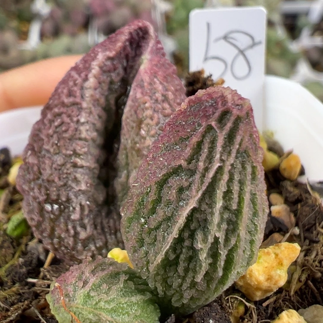 w紫色系竖长条冰晶纹款实生新品