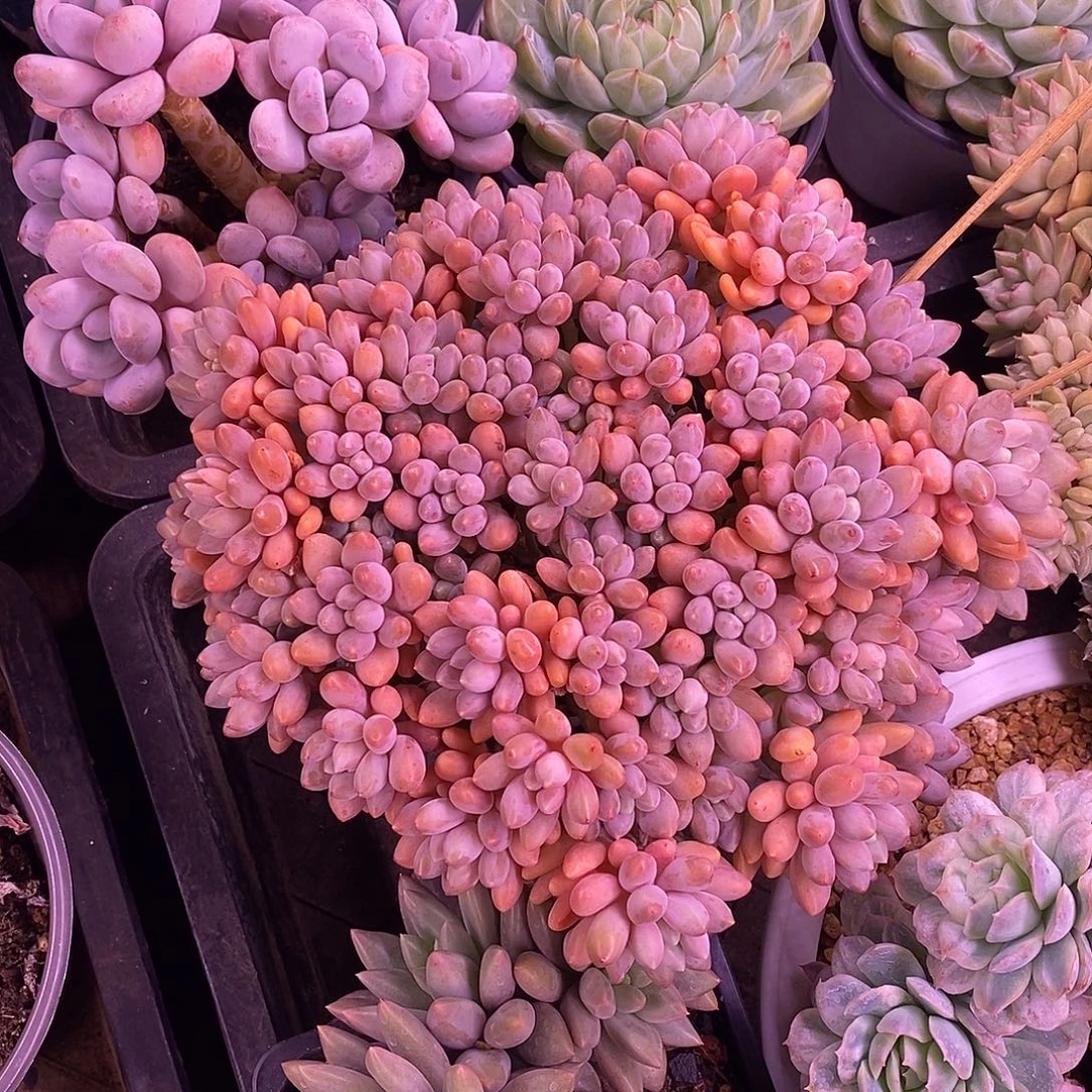 无坎平头星带露多肉