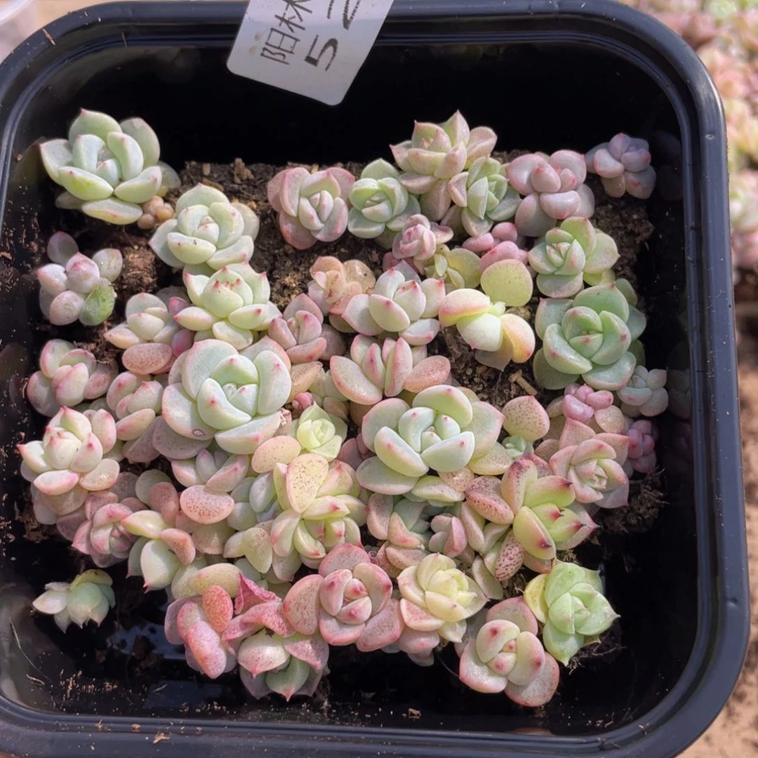 量拍多肉植物多肉植物528