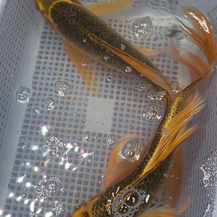 锦鲤冷水锦鲤包邮