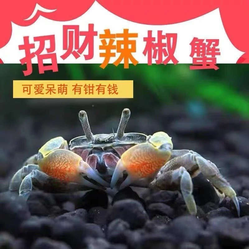 迷你蟹辣椒蟹观赏蟹可与灯科鱼孔雀鱼虾斑马鱼混养吃鲜活除藻网红