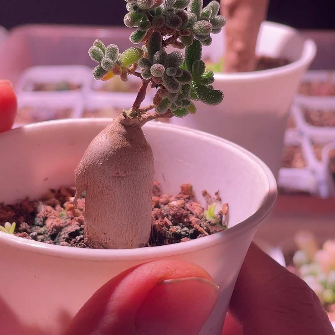 冰晶嫁接块根一颗