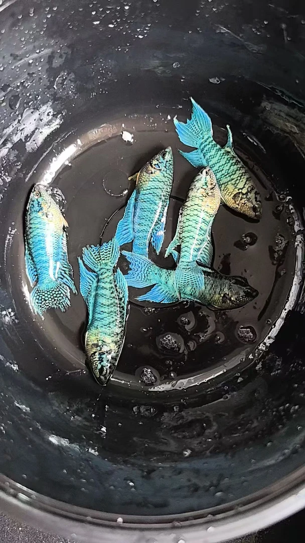 活体中国斗鱼无纹蓝蛇澳火小型淡水冷水观赏鱼耐养无需打氧可混养