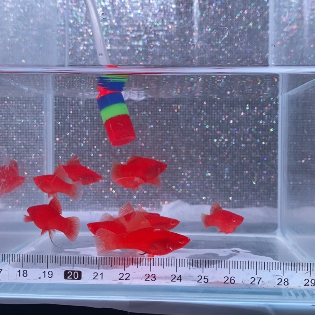 用***4红剑鱼高鳍红剑鱼苗10条