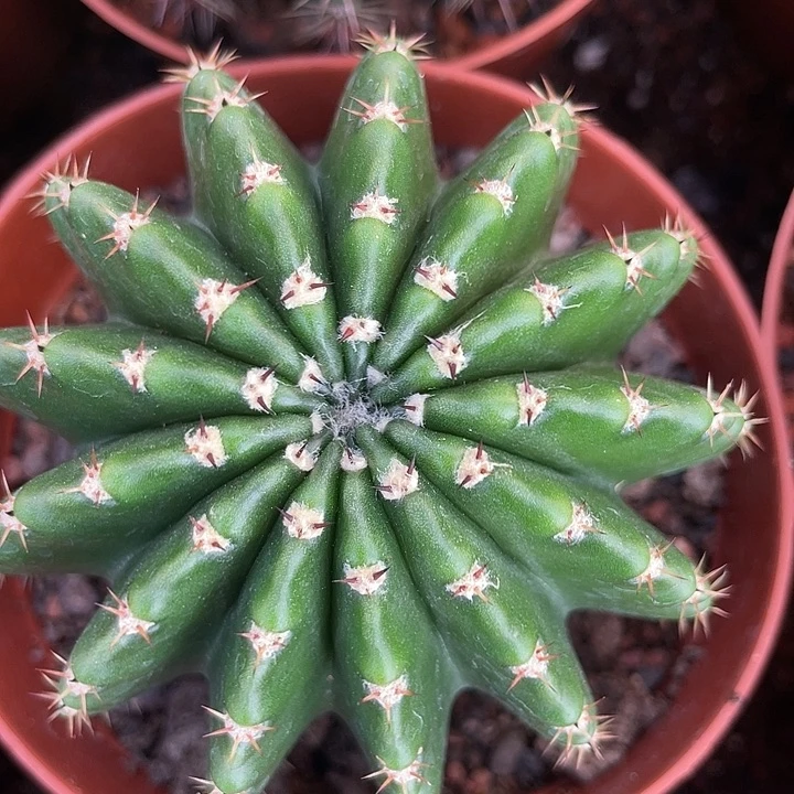 400号短刺三毛彩草