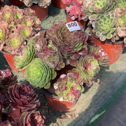 红***）800花月夜手捧多肉