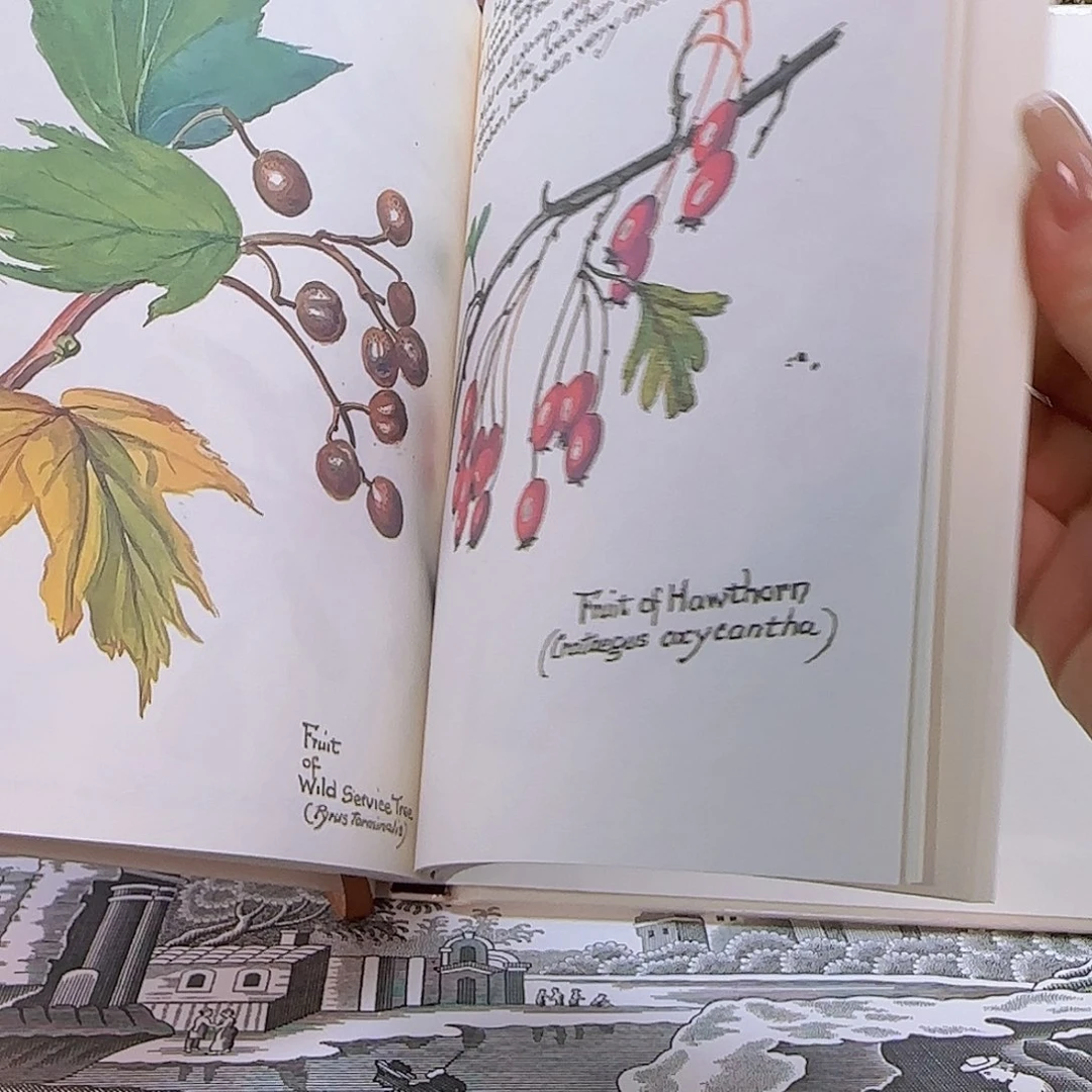 欧洲瓷器收藏鉴赏