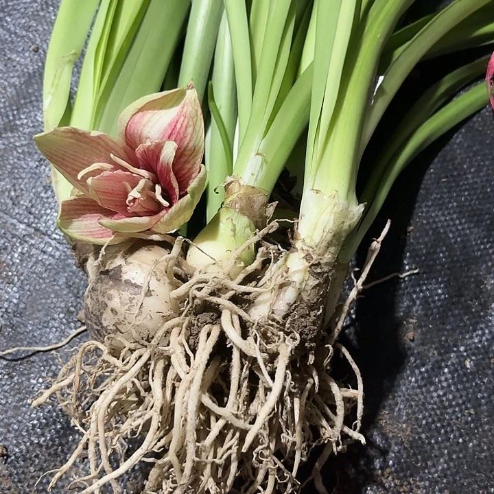 无花朵山*杂交坨坨似重瓣