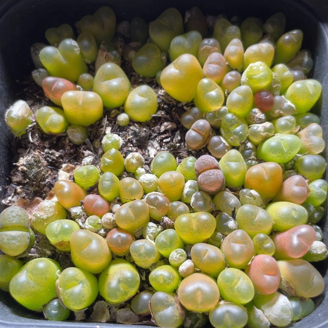 今晚大盆特价更新～