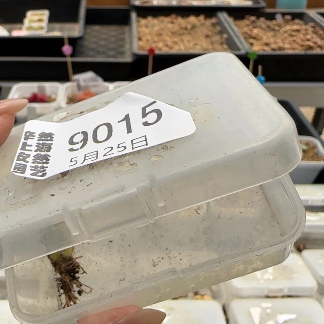 R****15.25。云映。9015。