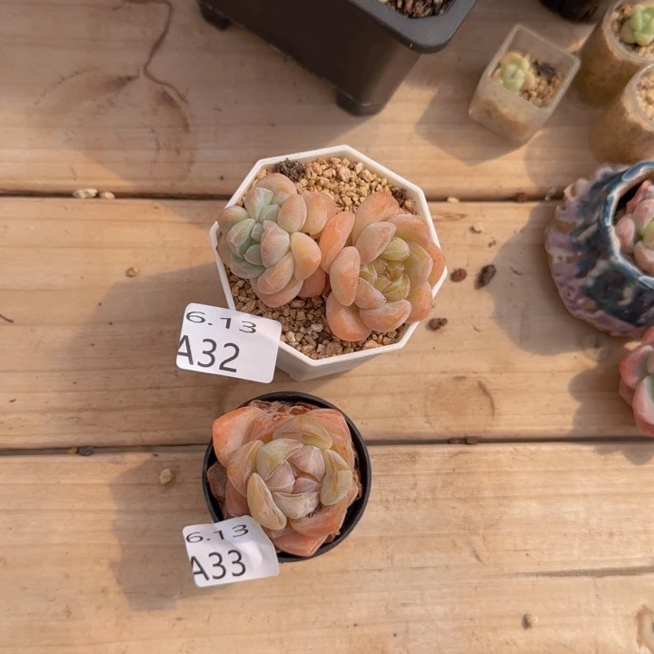 裴****?水晶鞋两颗脱土发货