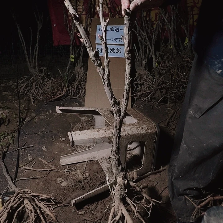 当前无花栽培后可以开花方剂