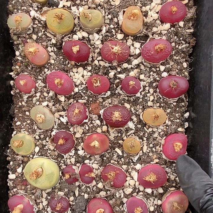 桃喜花园0130-41毛38颗