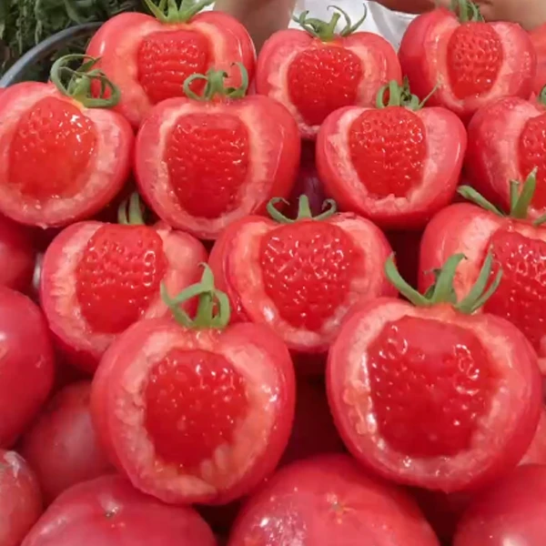 【水果草莓芯番茄】超甜水果西红柿草莓芯菜籽西红柿四季易种种子
