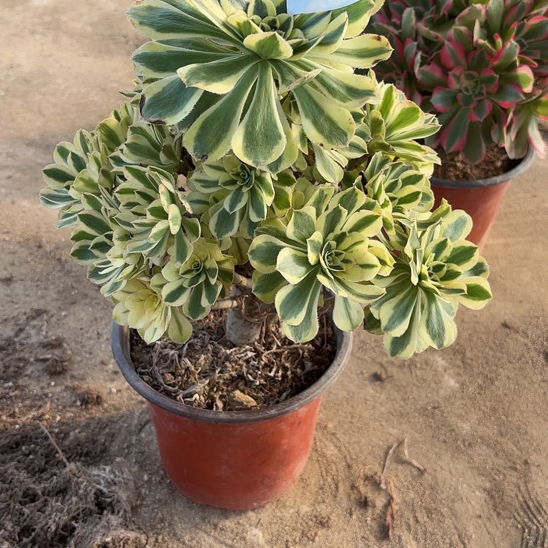 白兰地手捧多肉植物28