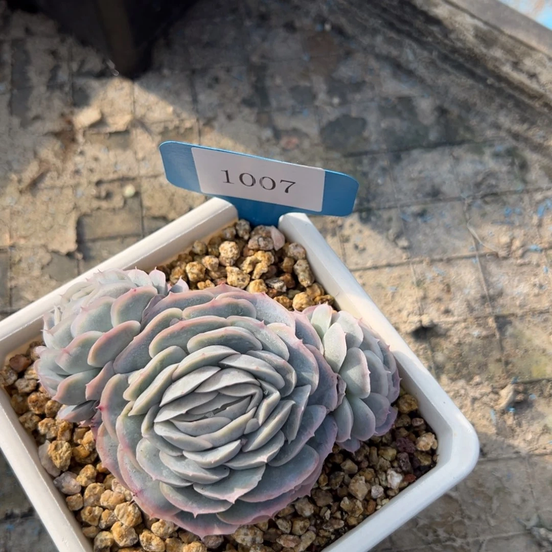 余*…1007多年前多多多肉de e