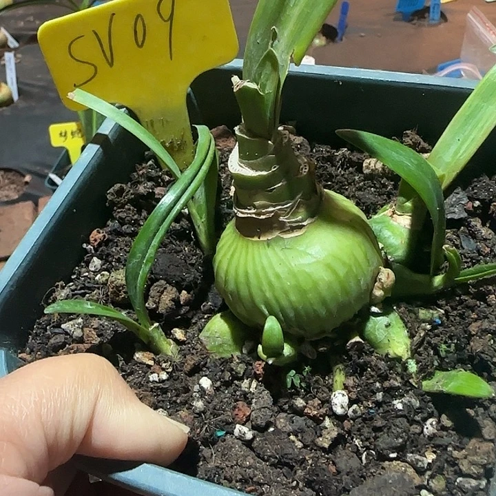 SV09主球4 带多侧