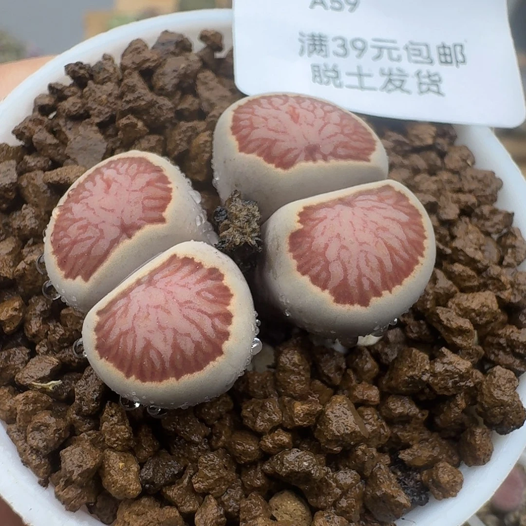 59多肉哈哈哈哈哈哈哈哈哥哥