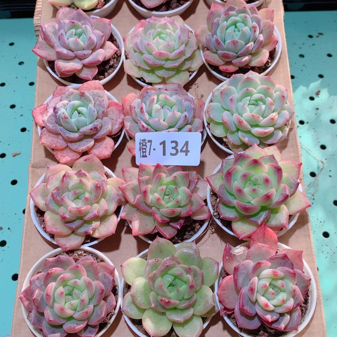 7-134一物一拍多肉带盆18颗