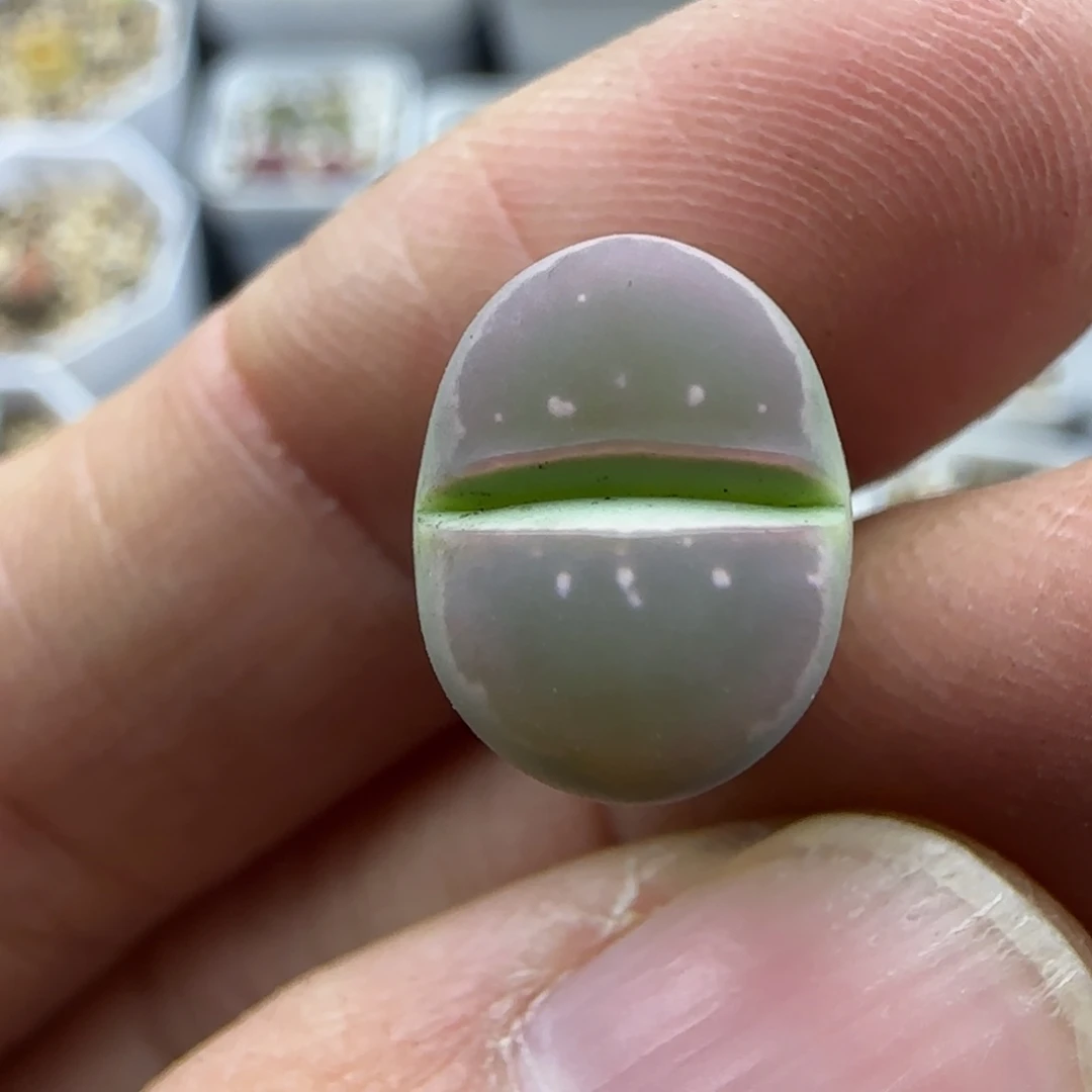 737 清框福利30包邮