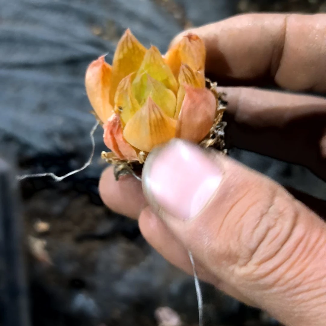 满6元包邮，黄金菊单头