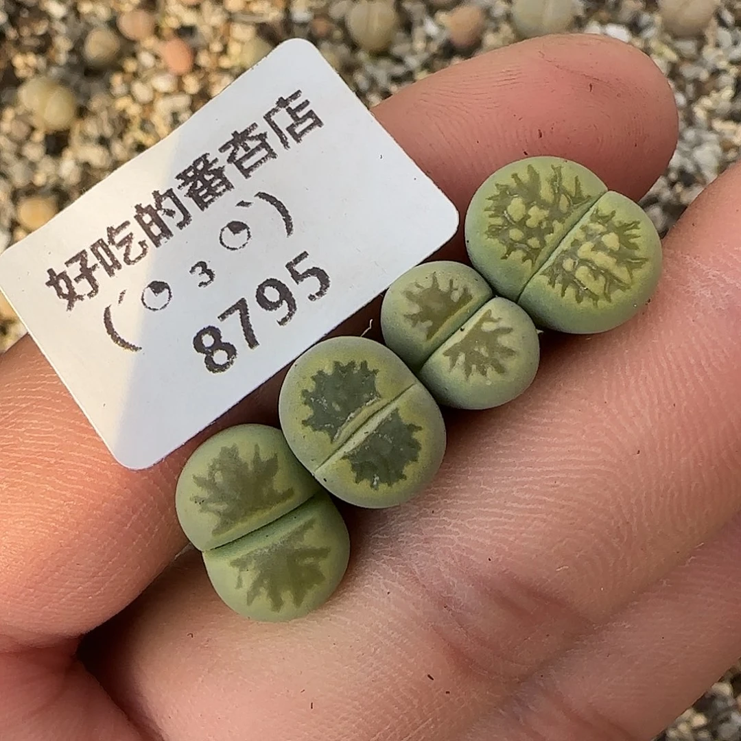 8795。特价绿菊。。。。。。。