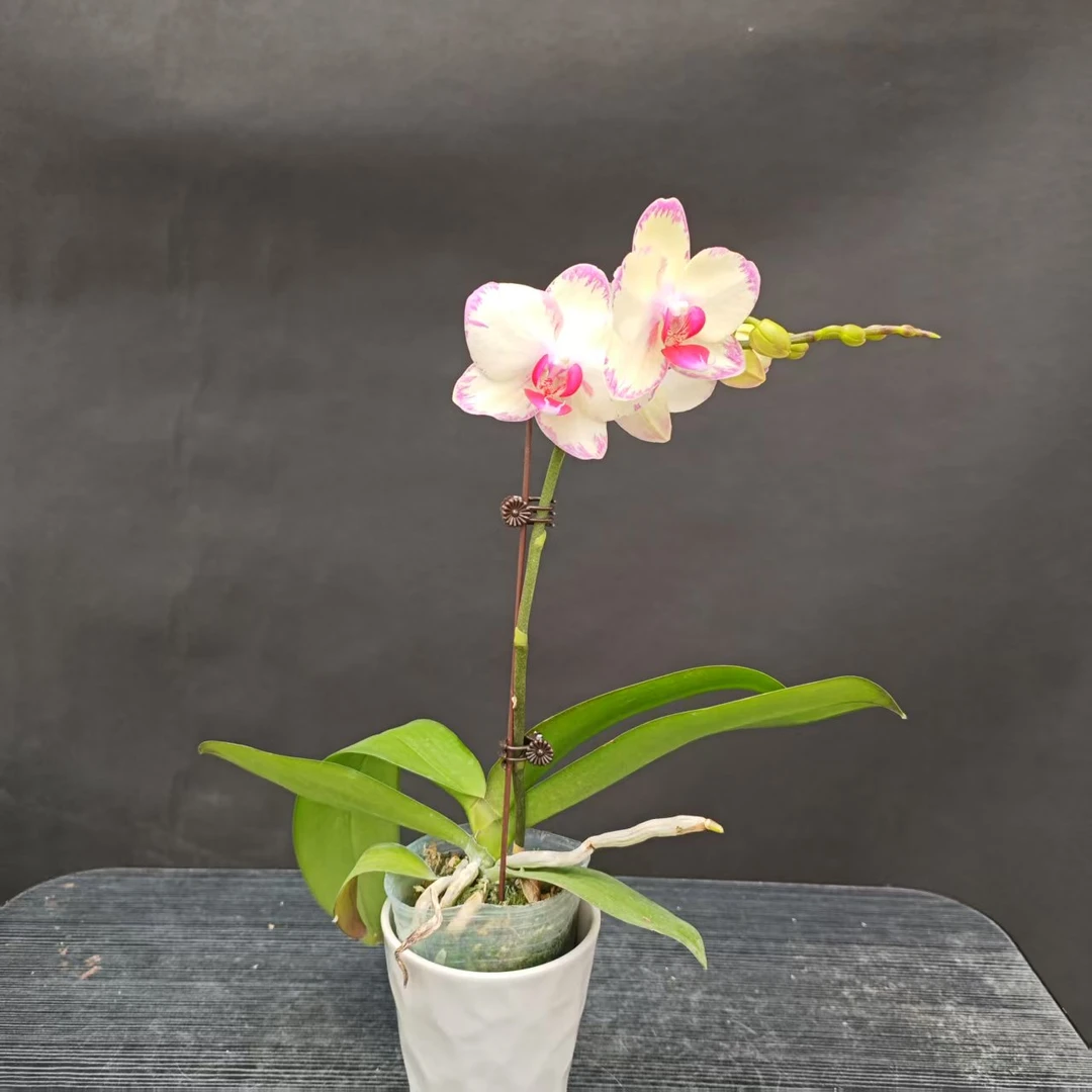 森境【绿闪电】蝴蝶兰