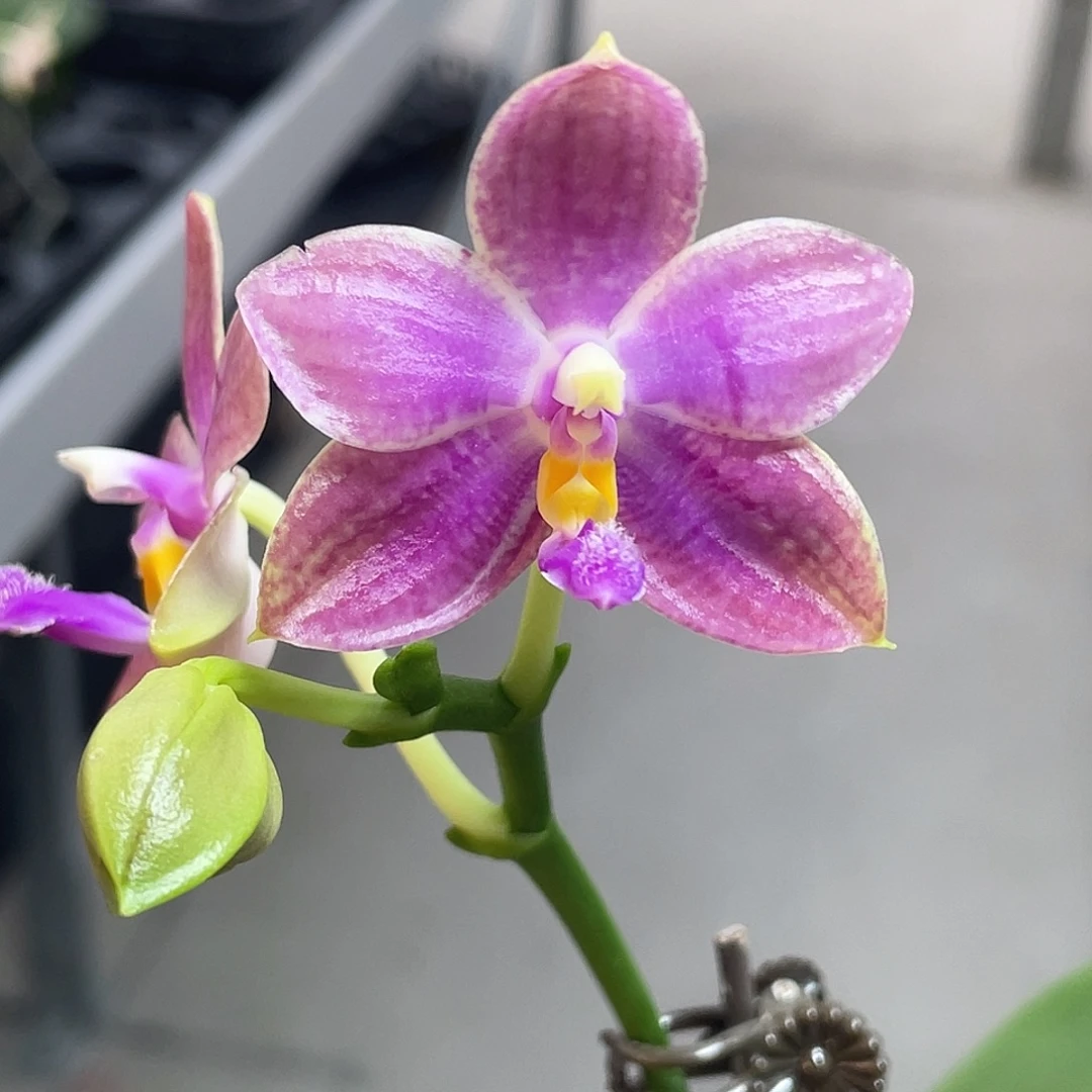 完全开放叶损不售后 开花株 462号