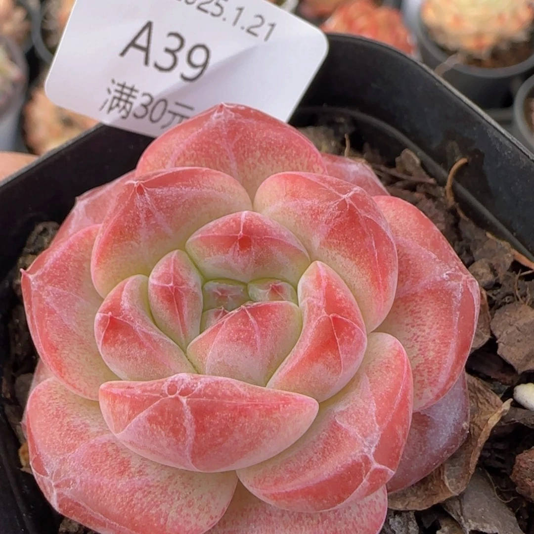 天使珍妮单头一颗脱土