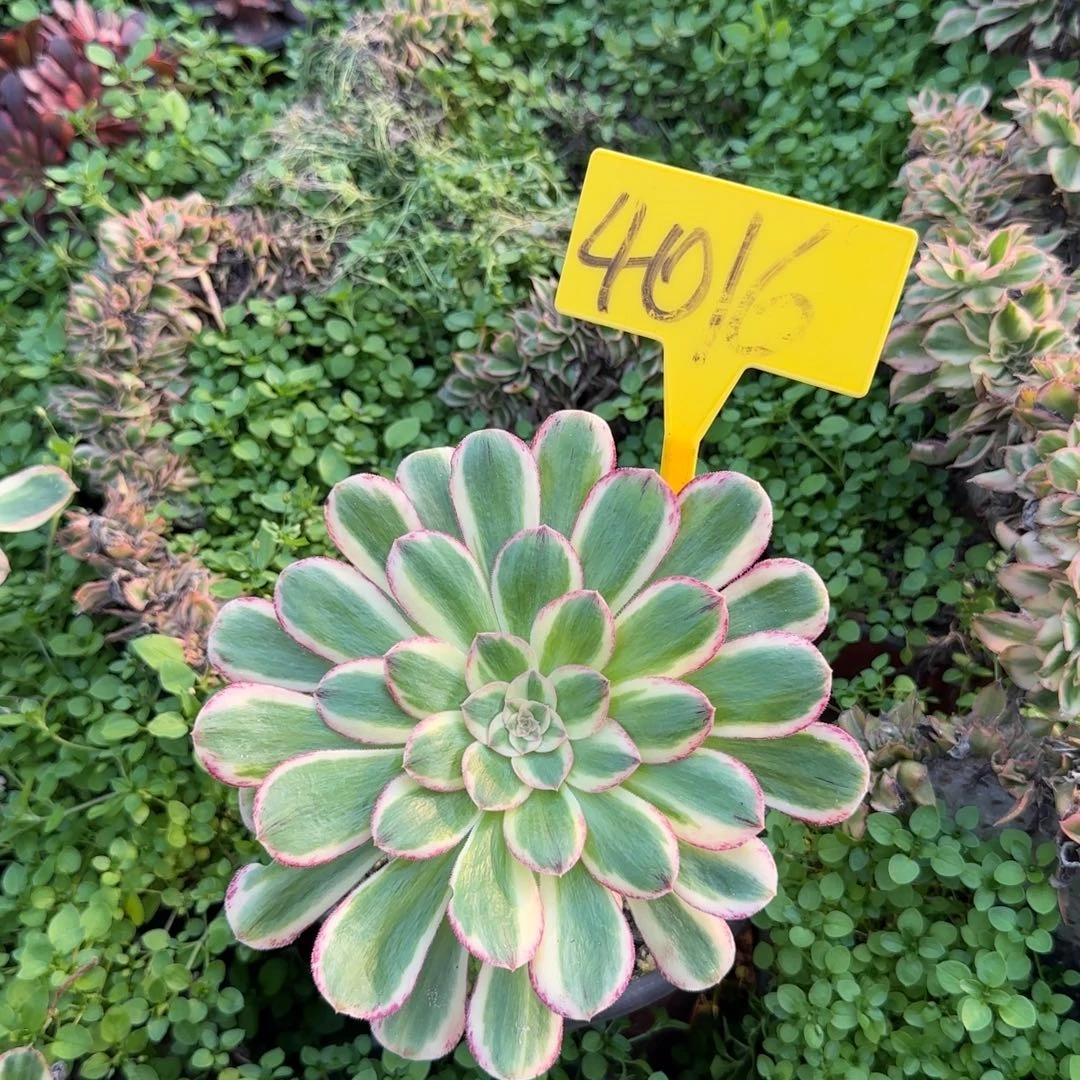 4016--多头多肉植物