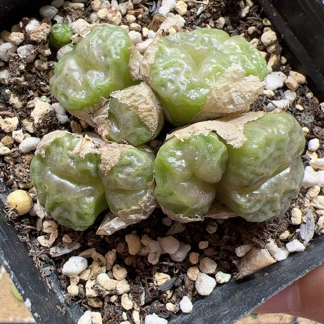 【闪购商品】52 大嘟嘴烧麦