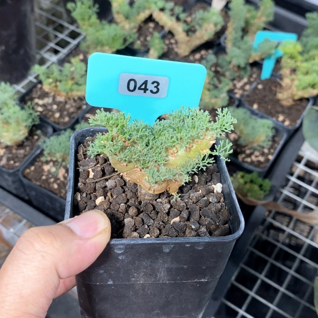 白皮越界多肉植物