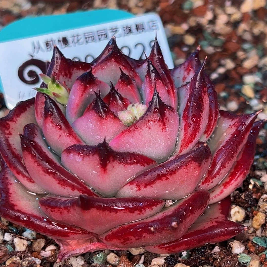 从前慢多肉精选编号0306.228