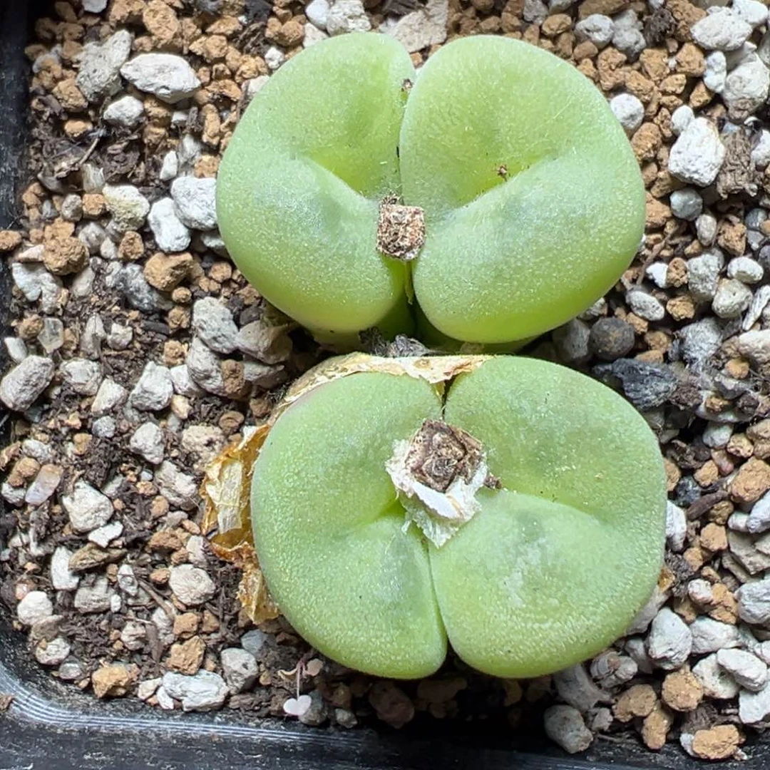 【闪购商品】397……