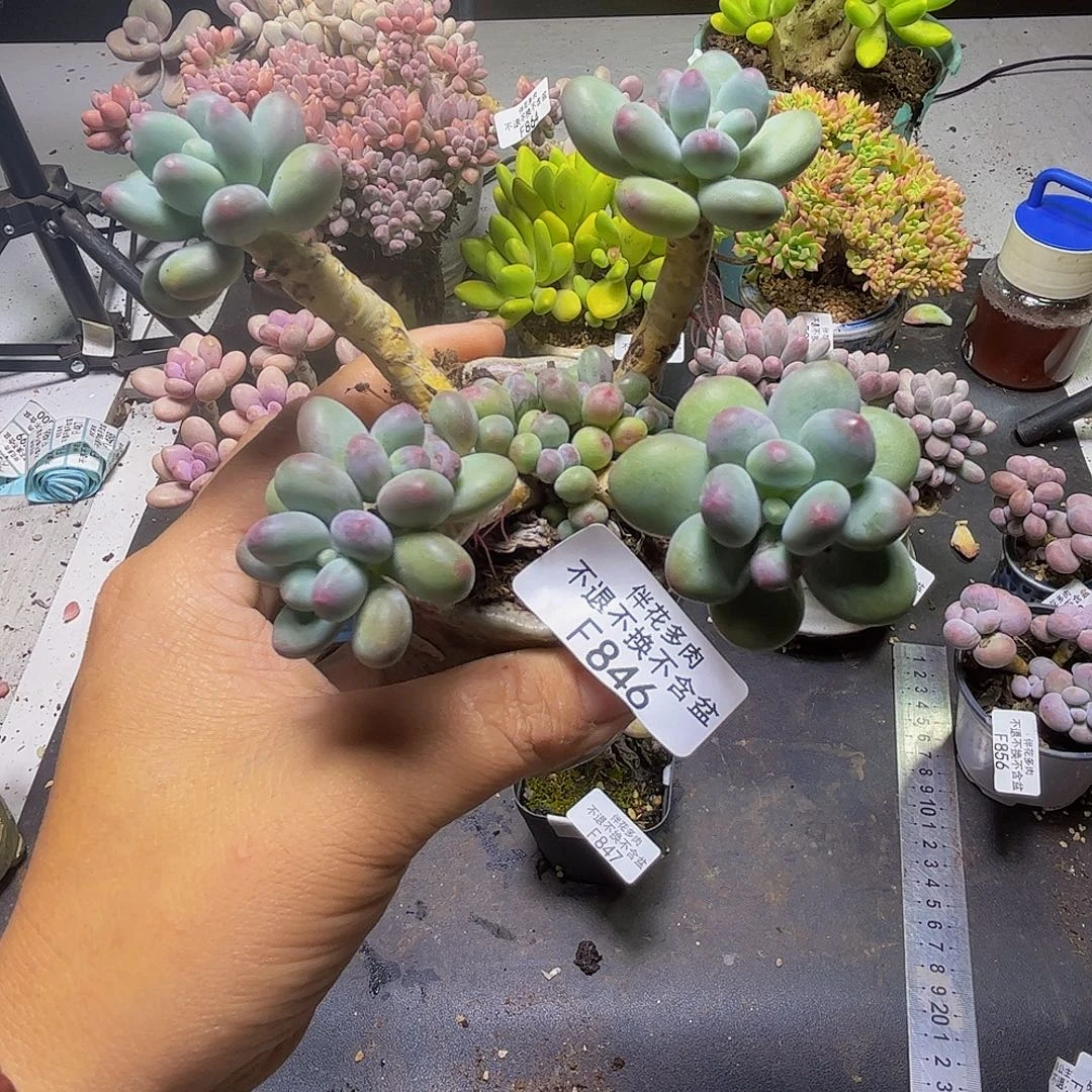 苹果奶酪846:9cm多肉