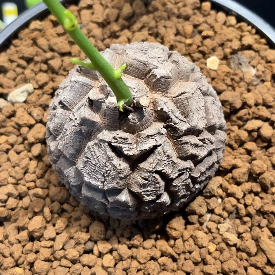 018号龟甲龙6.3公分