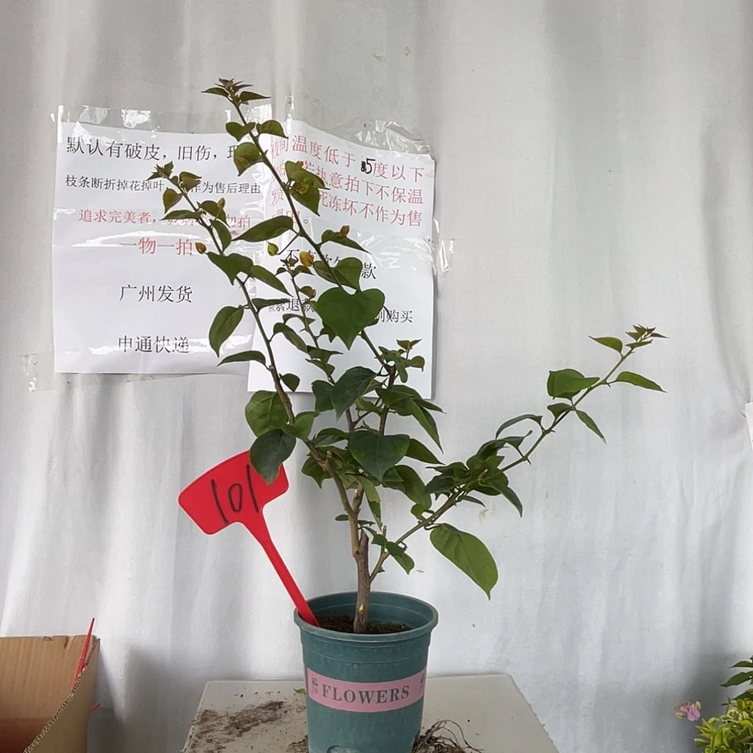 当前无花栽培后可以开花101哪吒