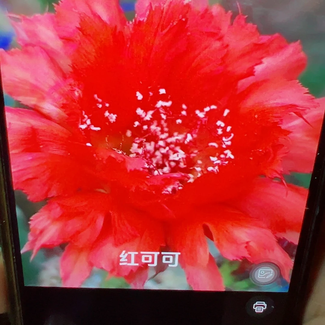 彩草 红可可 侧芽 满20包邮
