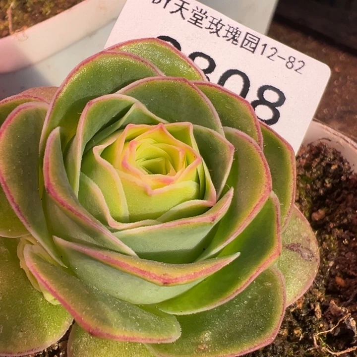 三碗808   帕美mex半夏x黄金体