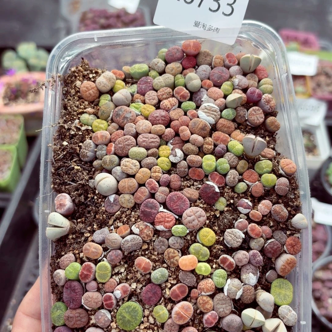 6733–。生石花 生石花