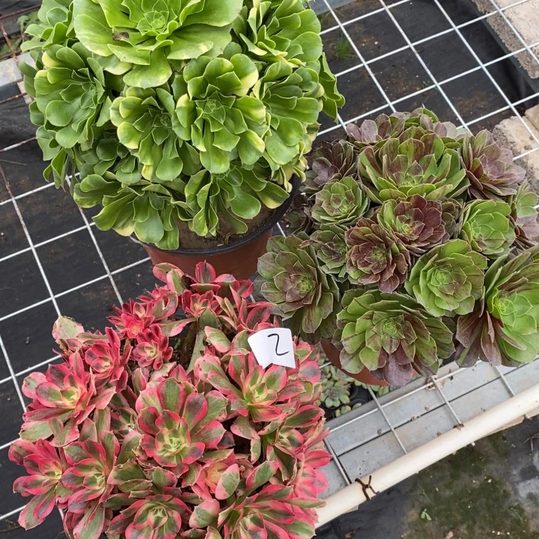 全部花朵多肉植物组合拼盘2