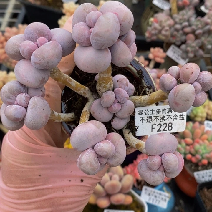 芭比奶洛9cm228多肉植物