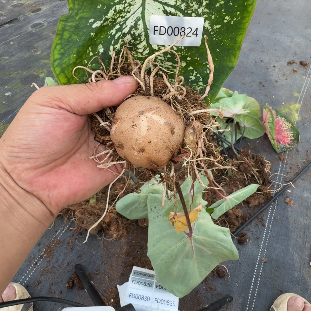 无花朵莫妮卡球5-6厘米，00824