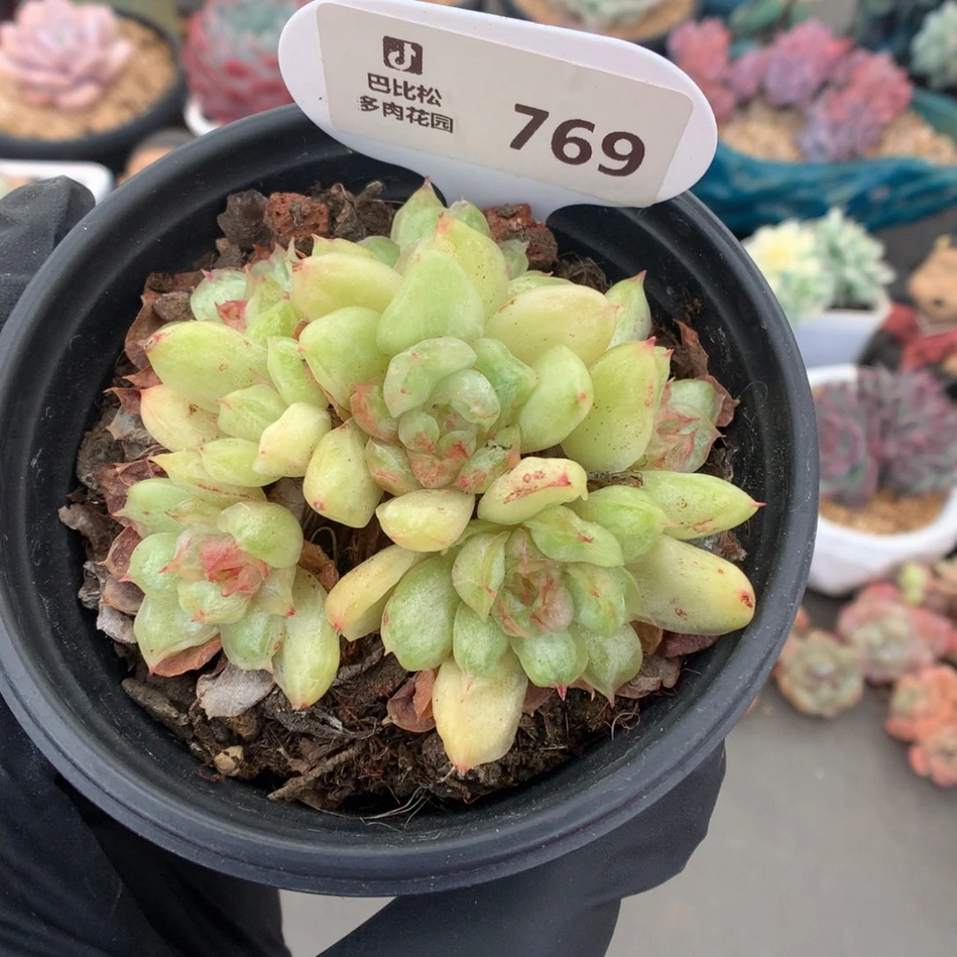 769 冰天使锦多肉多肉