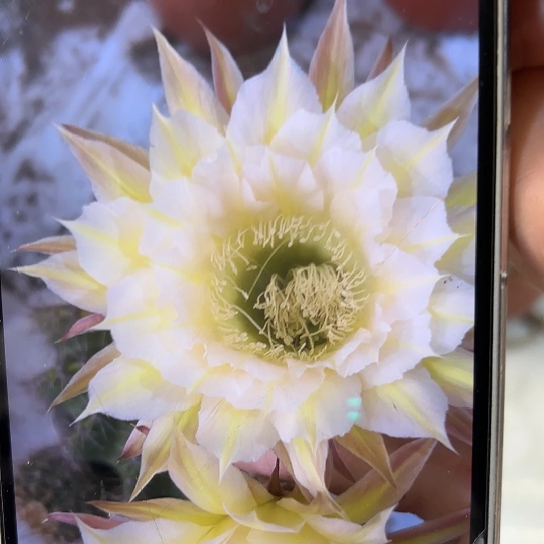 彩草黄白11号7公分微瑕带崽