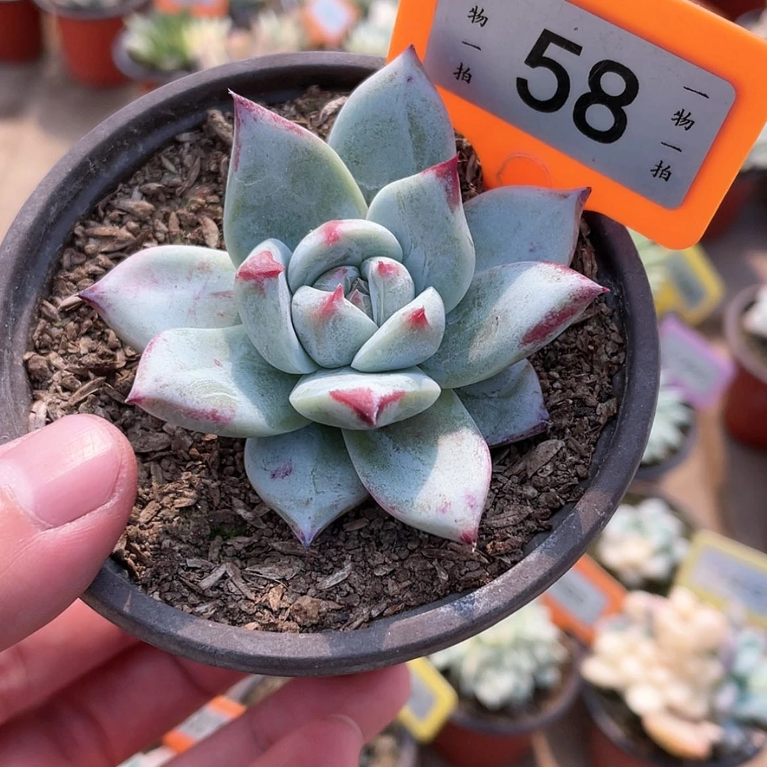 【闪购商品】无花朵58